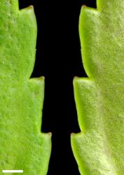 Veronica americana. Leaf margins, adaxial (left) and abaxial (right). Scale = 1 mm.
 Image: P.J. Garnock-Jones © P.J. Garnock-Jones CC-BY-NC 3.0 NZ